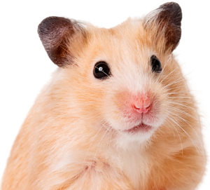 Hamster