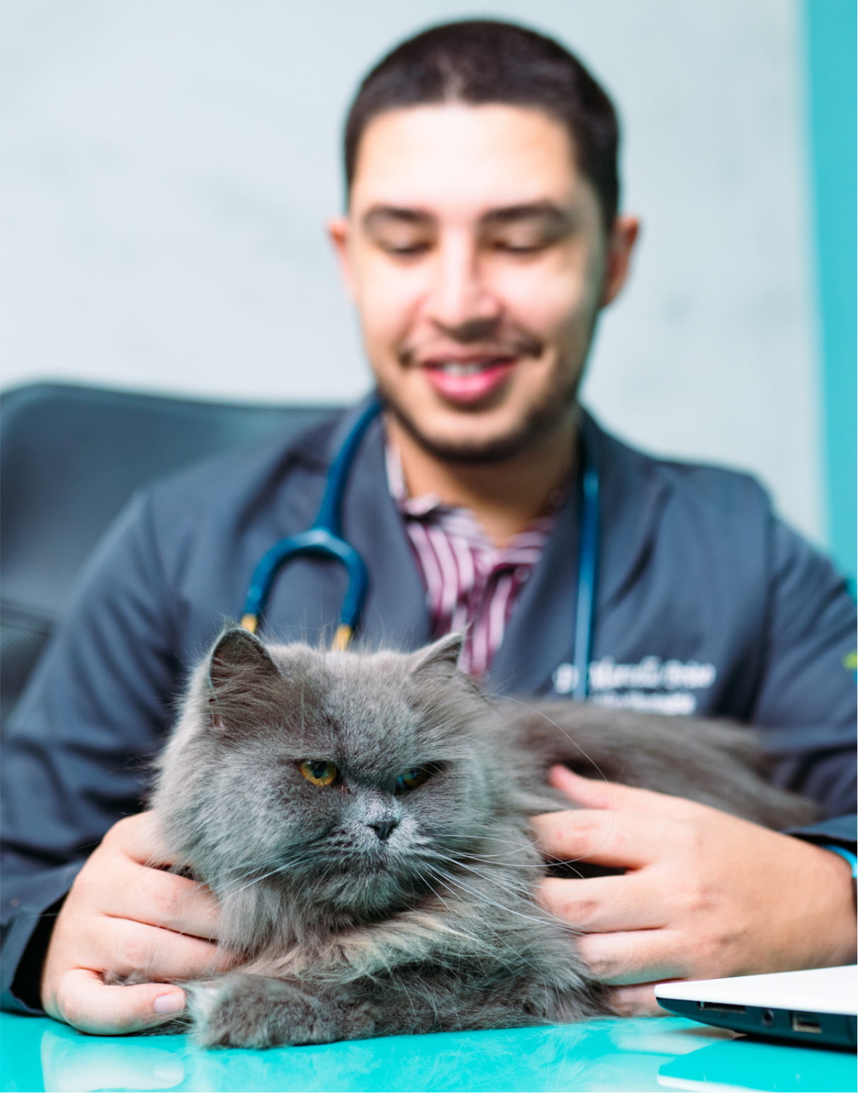 Foto de uma pessoa adulando um gato